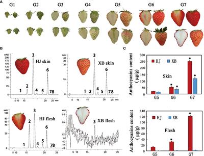 Heterozygous frameshift mutation in FaMYB10 is responsible for the natural formation of red and white-fleshed strawberry (Fragaria x ananassa Duch)
